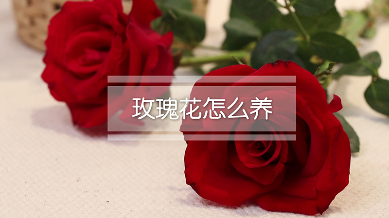 玫瑰花怎么养